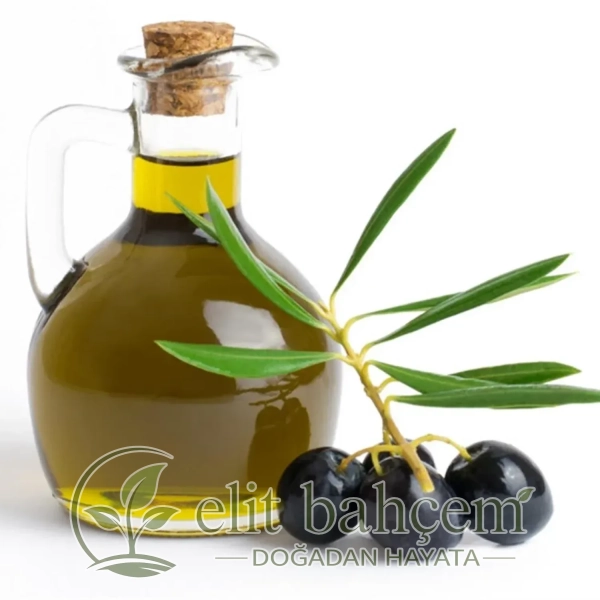 Olea europaea Gemlik Tirilye Zeytin fidanı