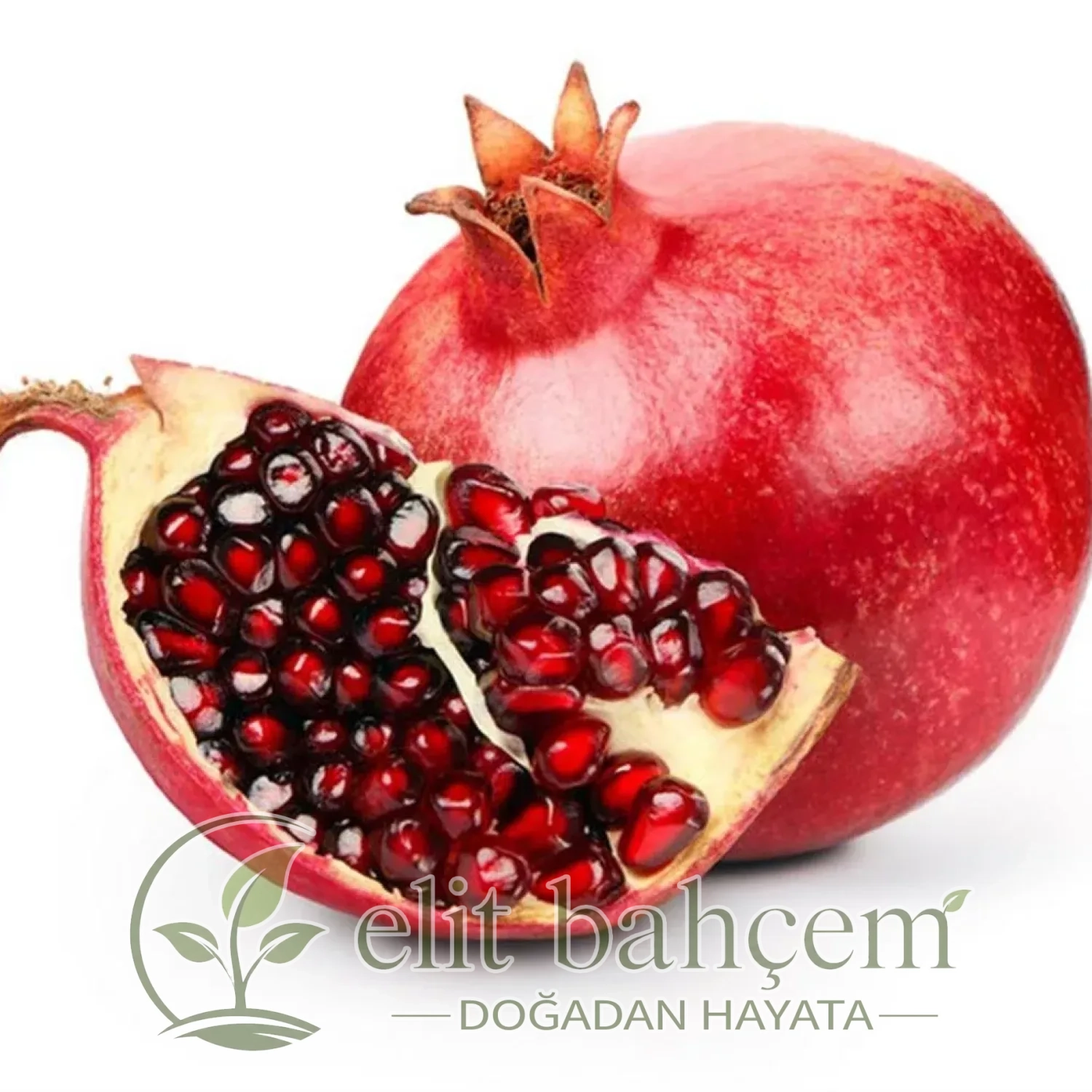Punica granatum Hicaz Nar fidanı