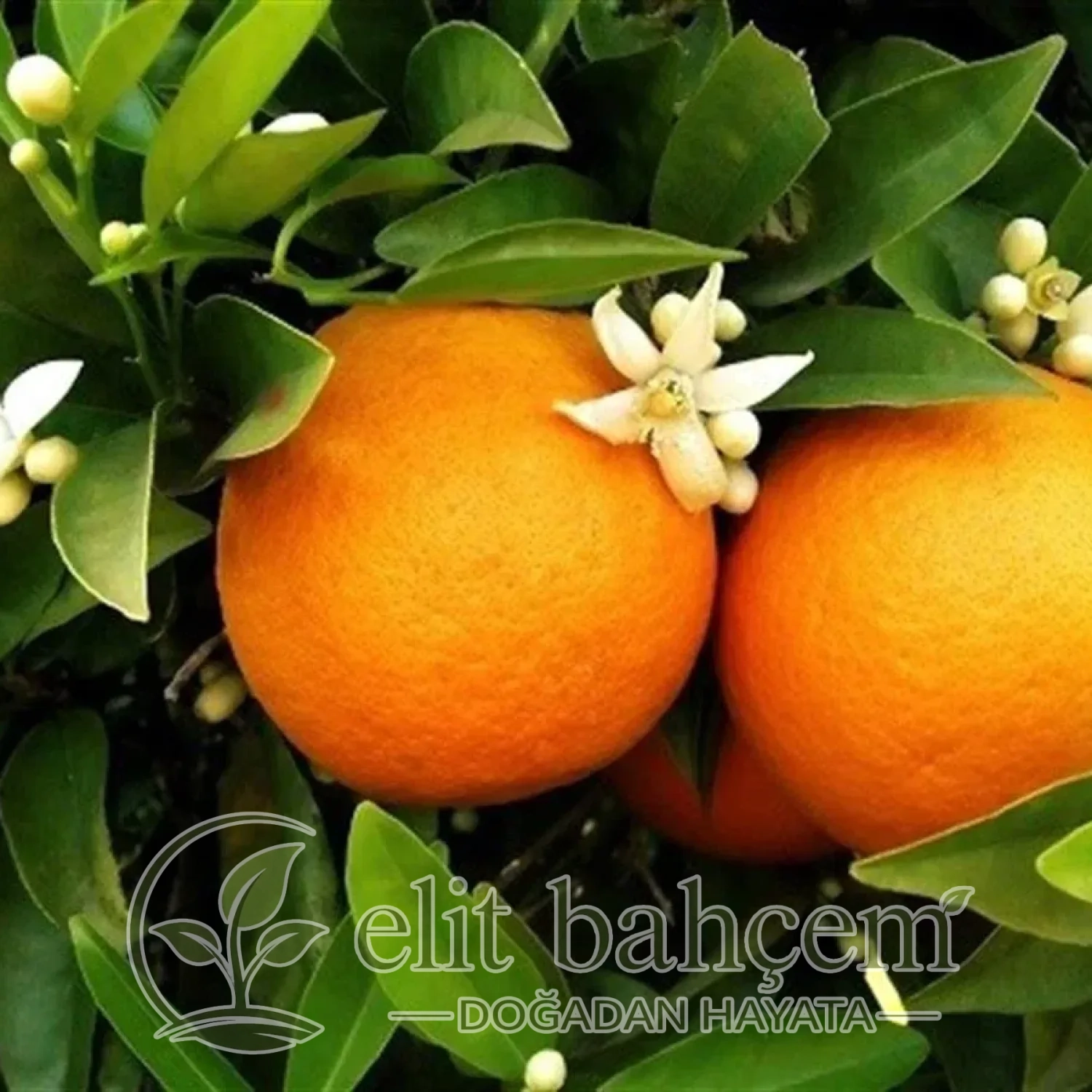 Citrus sinensis Washington Portakal fidanı