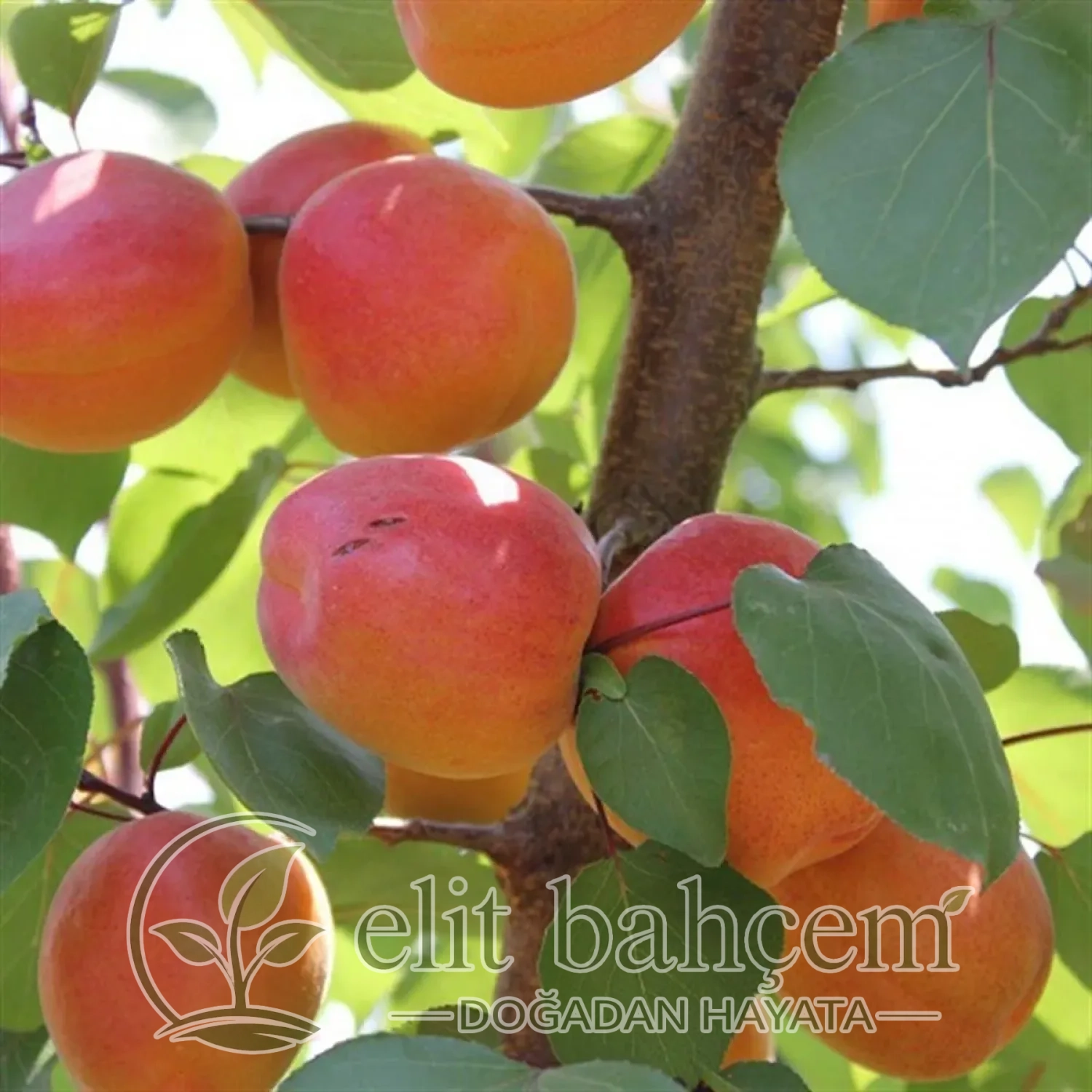 Perfect Red kayısı fidanı (Prunus armeniaca)