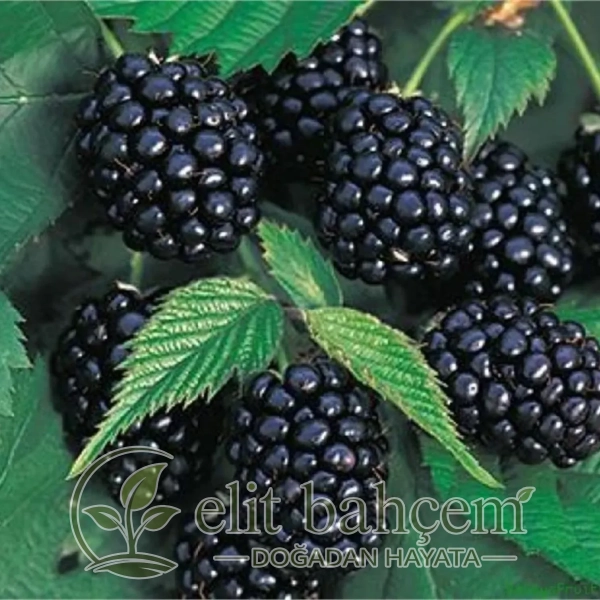 Rubus fruticosa Chester Dikensiz İri Böğürtlen fidanı