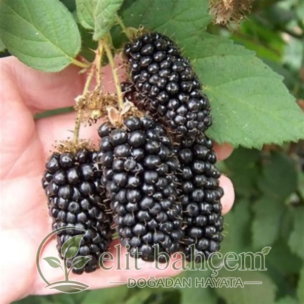 Rubus fruticosus Jumbo İri Böğürtlen fidanı