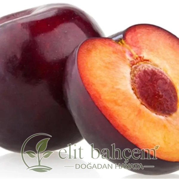 Prunus domestica Black Diamond Erik fidanı