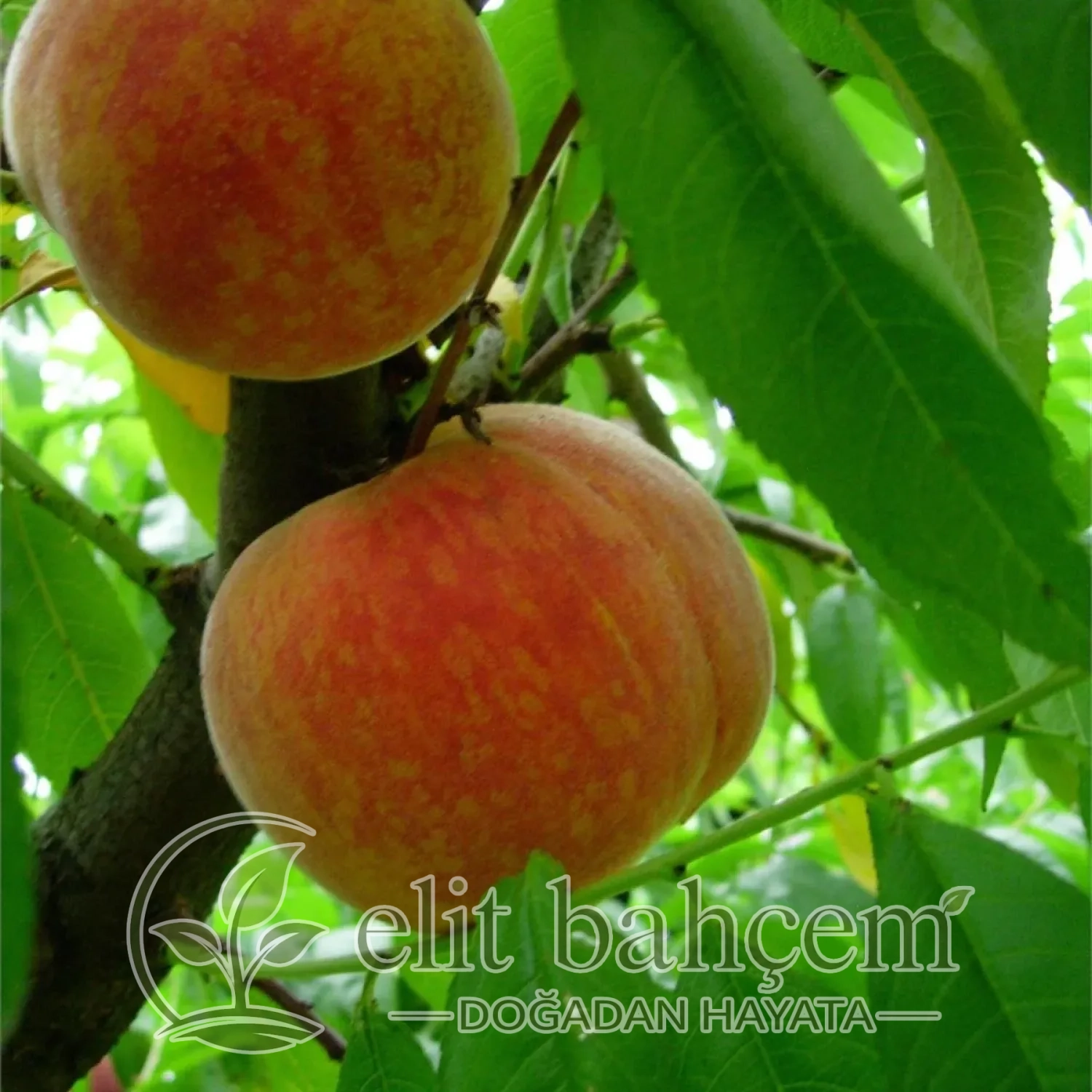 Prunus persica J Hale Yarma şeftali fidanı