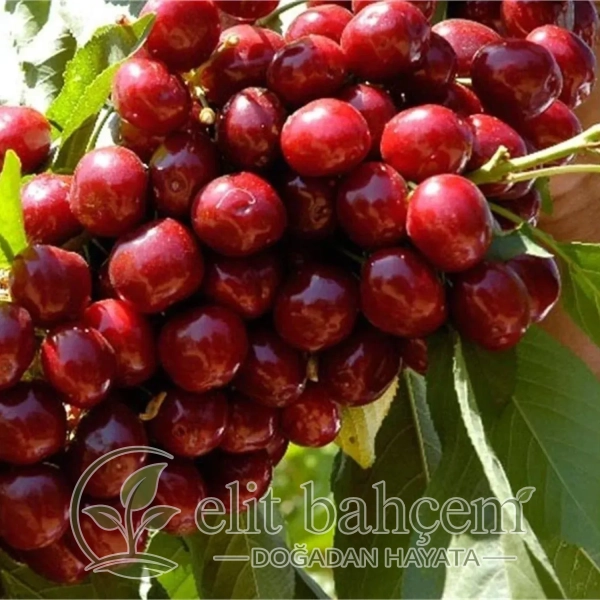 Prunus avium Lapins Kiraz fidanı