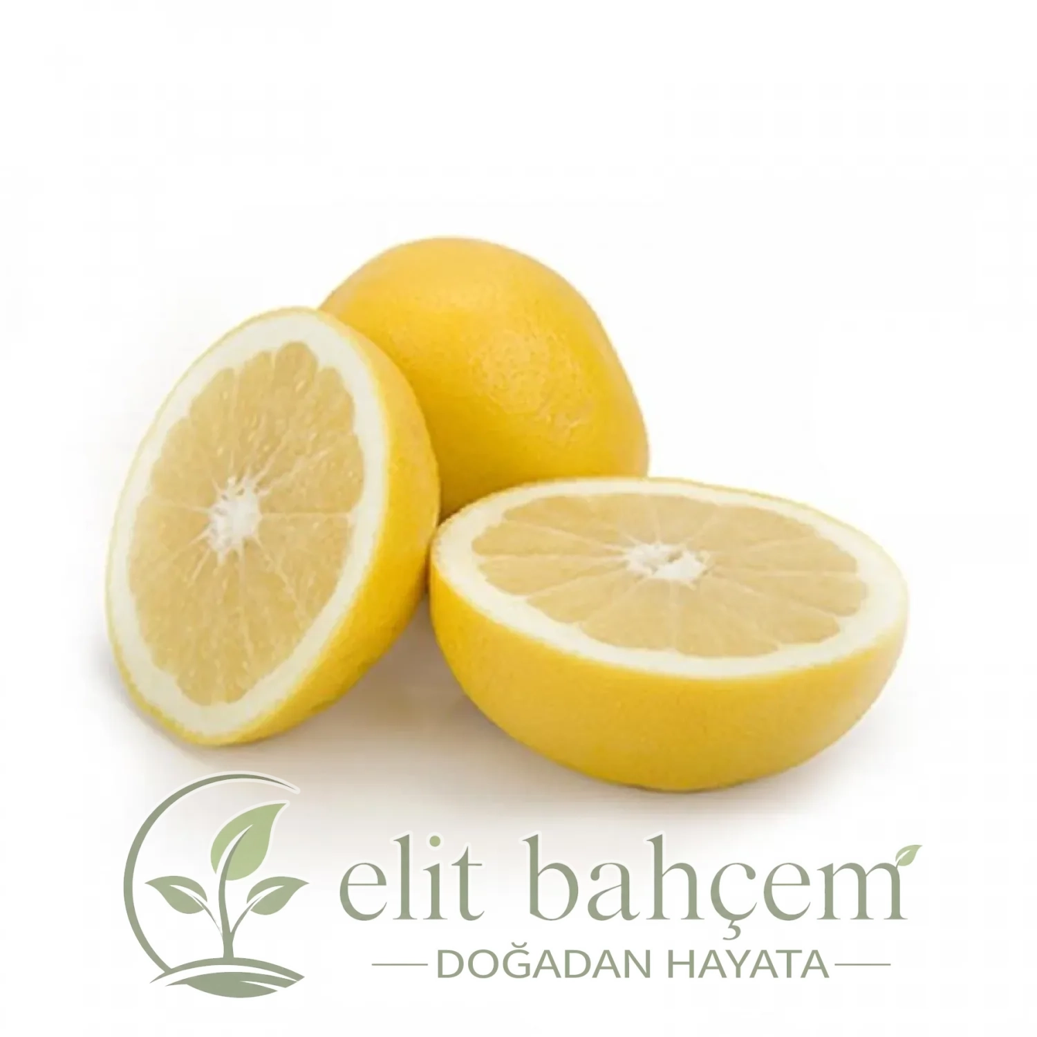 Citrus paradisi Greyfurt fidanı Altıntop