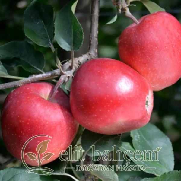 Galaval Elma Fidanı (Malus domestica)