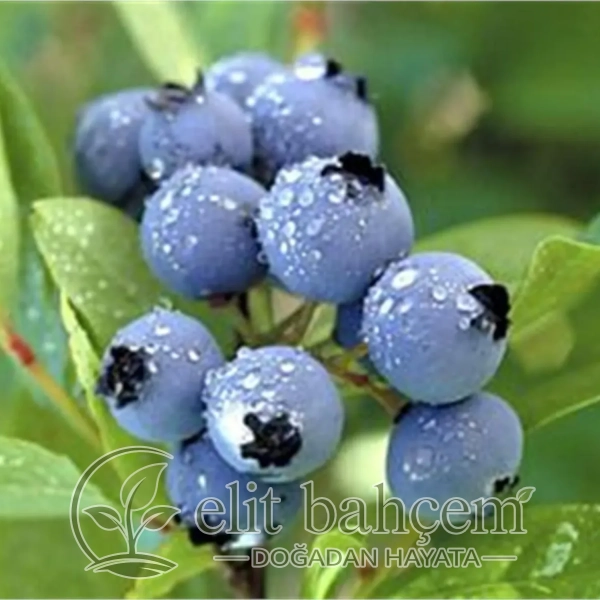 Vaccinium corymbosum Chandler Yaban Mersini Likapa fidanı