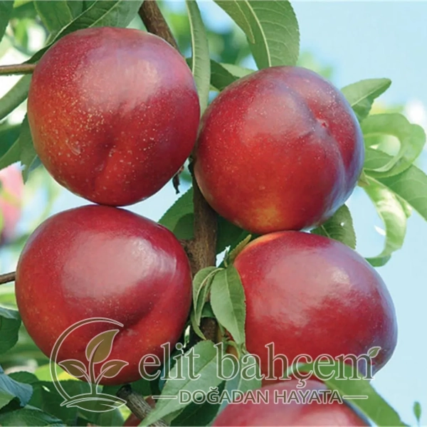 Prunus persica nucipersica Venüs Nektarin fidanı