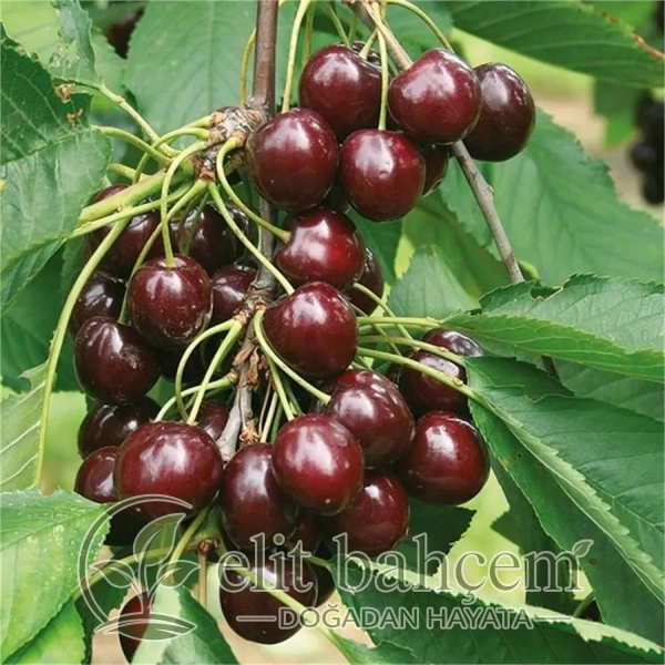Prunus avium Regina KİRAZ fidanı