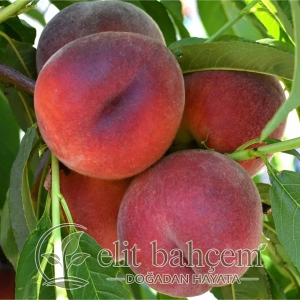 Prunus persica Royal Glory Şeftali fidanı
