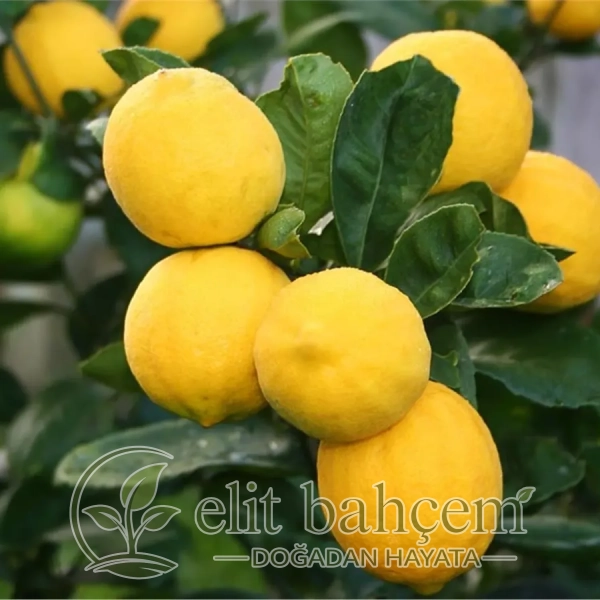 Citrus lemon Bodur Limon fidanı