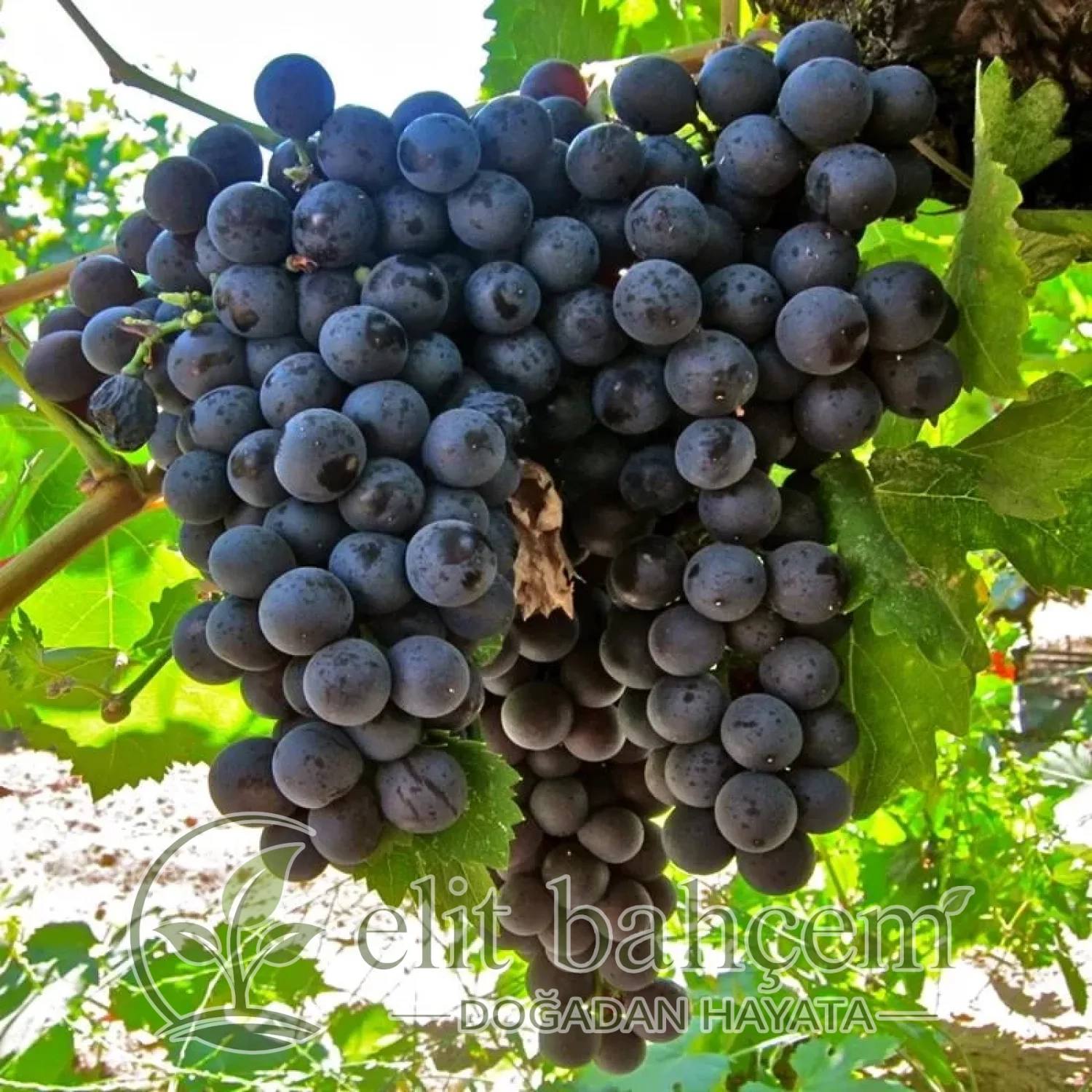 Vitis vinifera Yalova Misketi Asma fidanı