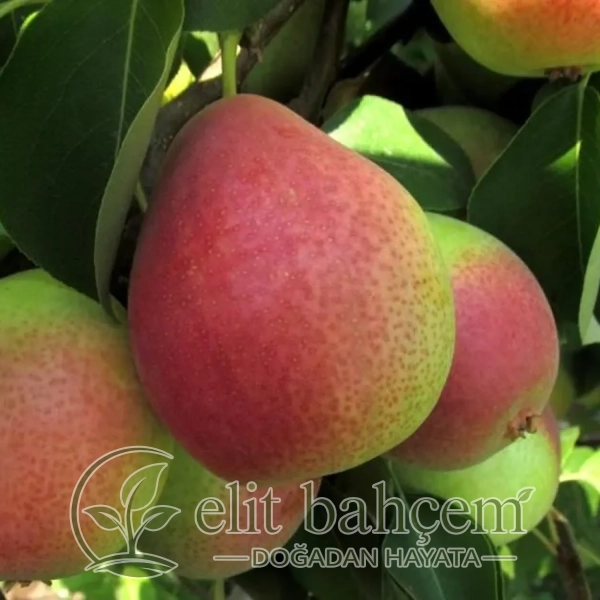 Bahar Armudu Fidanı (Pyrus communis)
