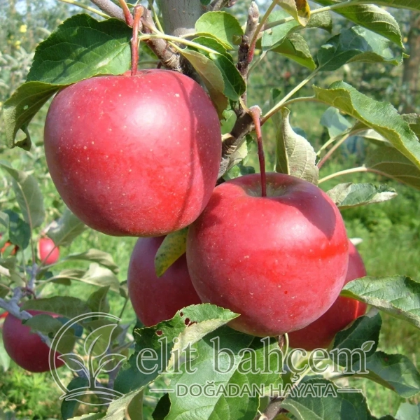 Story inored Elma Fidanı (Malus domestica)