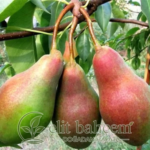 Tolgar Güzeli Armut fidanı (Pyrus communis)