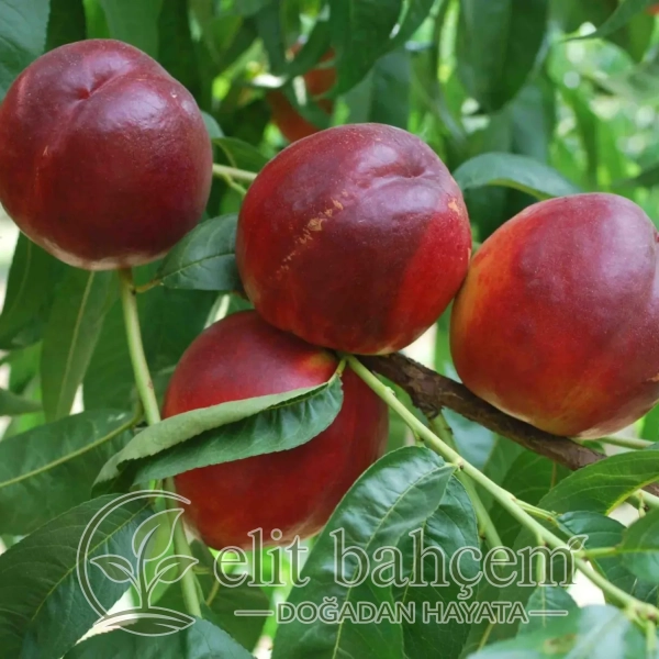 Prunus persica nucipersica Amiga Nektarin fidanı