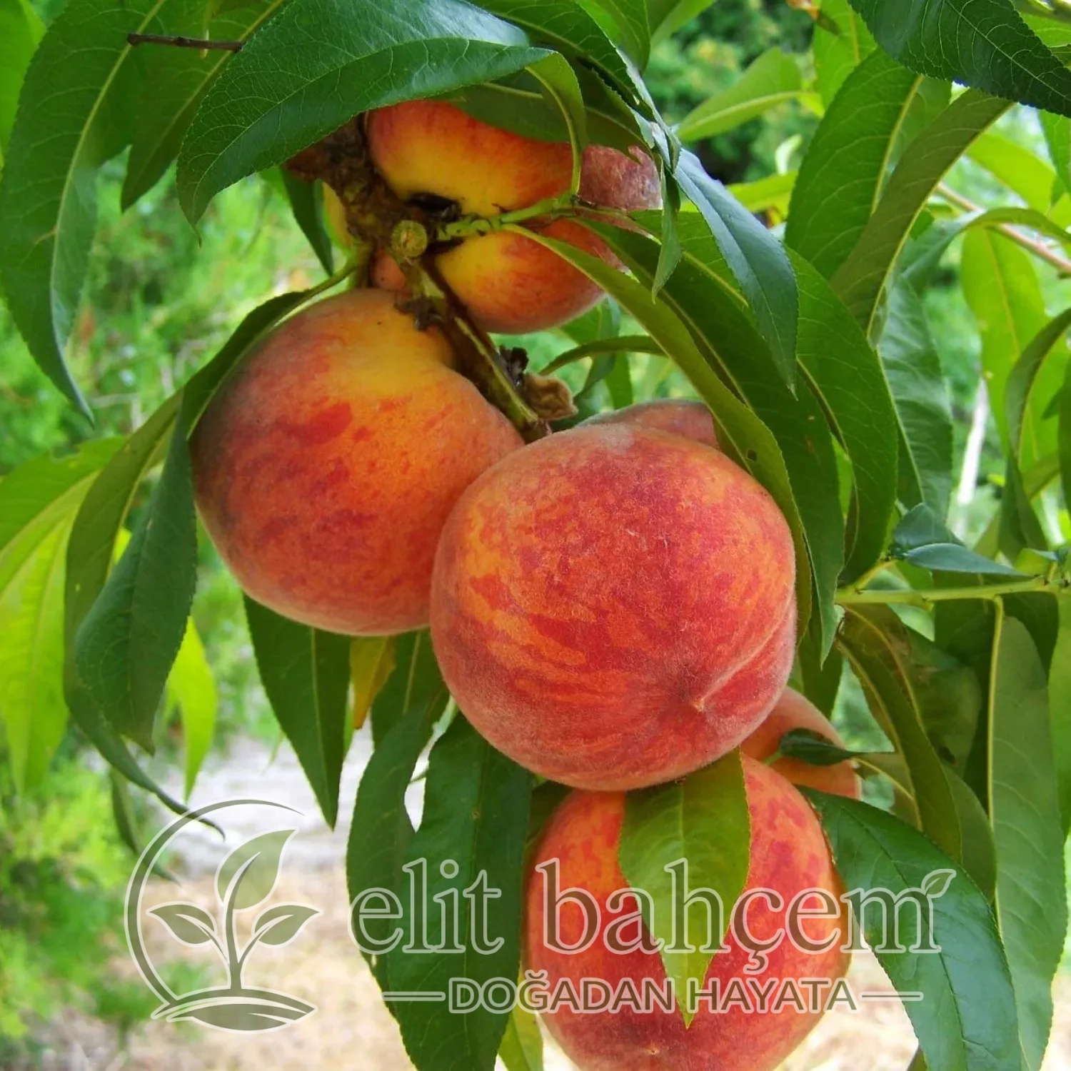 Prunus persica Carselet şeftali fidanı