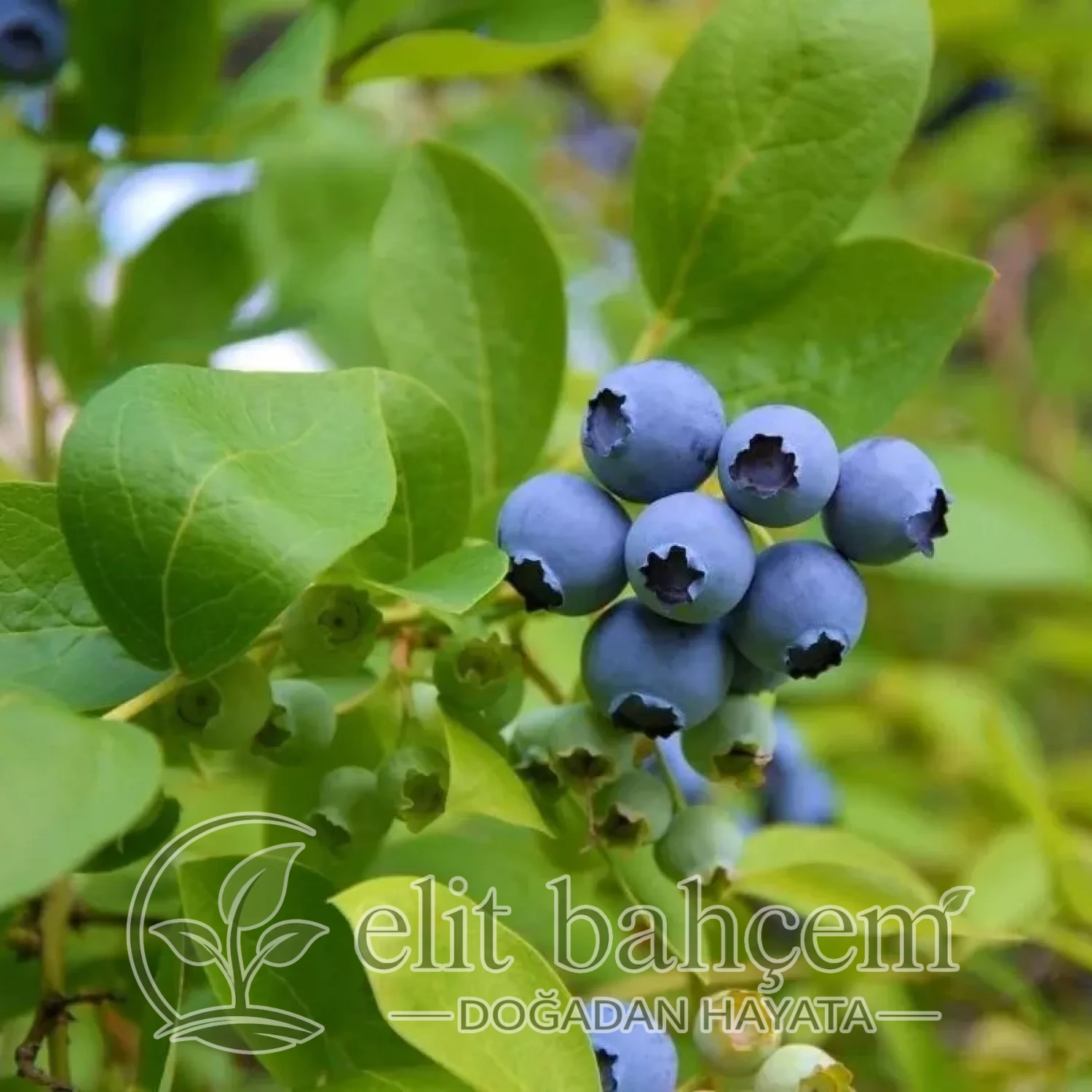 Vaccinium cor. Nelson Yaban Mersini Likapa fidan