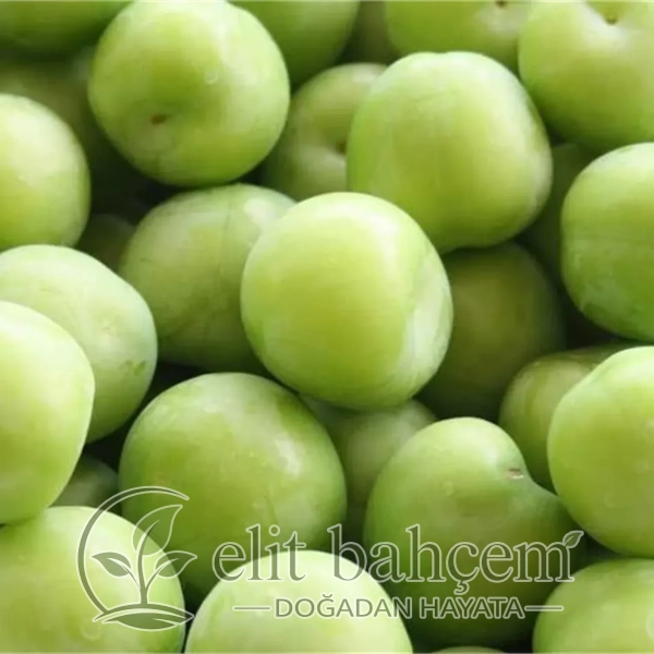 Prunus domestica Ağustos Papazı Yeşil Erik fidanı