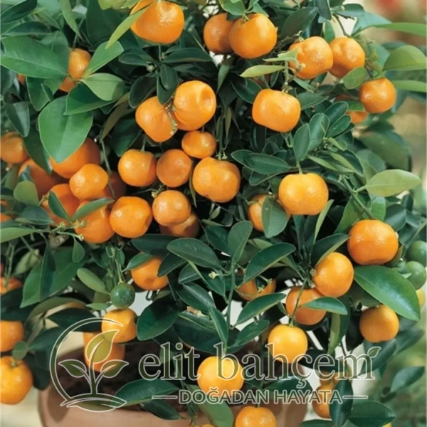 Citrofortunella microcarpa Calamondin KALAMONDİN fidanı