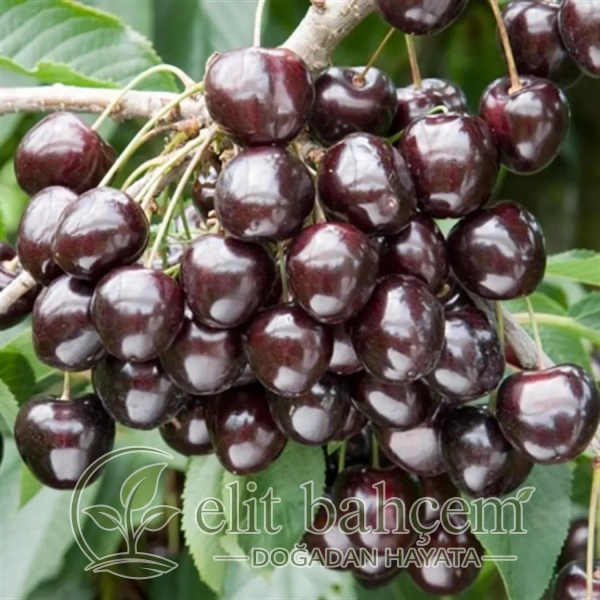 Prunus avium Kordia Siyah Kiraz fidanı