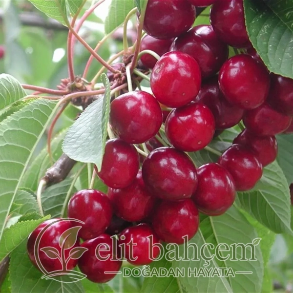 Prunus avium Sweet Heart Kiraz fidanı