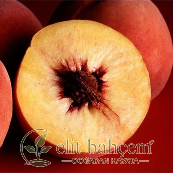 Prunus persica Jerseyland şeftali fidanı