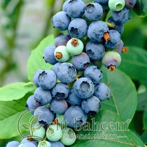 Vaccinium corymbosum Elliot Yaban Mersini Likapa fidanı
