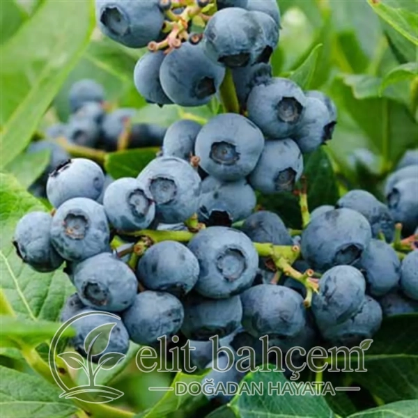 Vaccinium corymbosum Duke Yaban Mersini Likapa fidanı