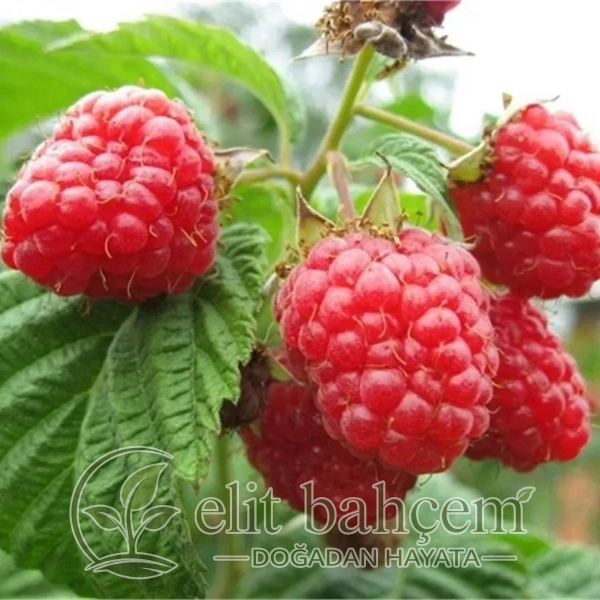 Rubus idaeus Aksu Pembesi Ahududu fidanı