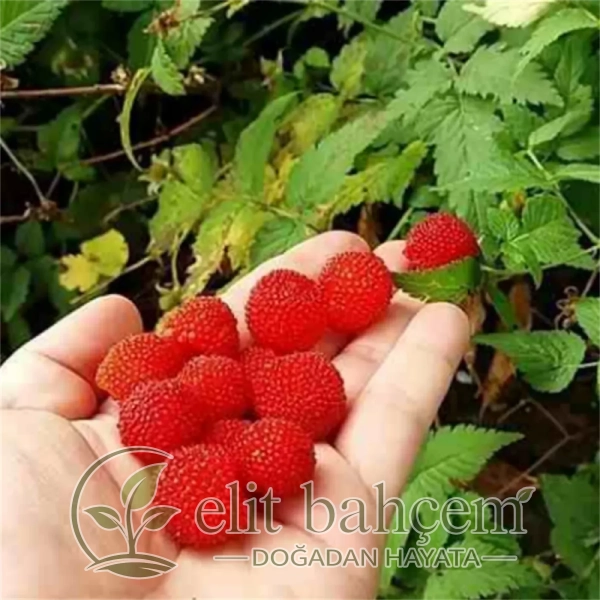 Rubus rosifolius Çilek Ahududu fidanı