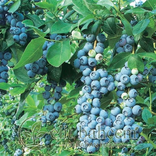 Vaccinium cor. Bluegold Yaban Mersini Likapa fidan