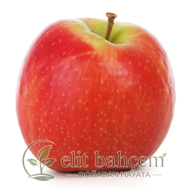 Pink Lady Elma Fidanı (Malus domestica)