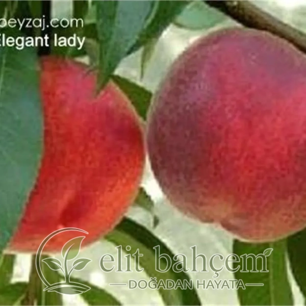 Prunus persica Elegant Lady Şeftali fidanı