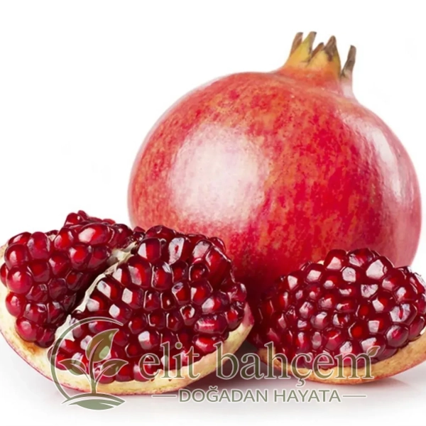 Punica granatum Devedişi Nar fidanı