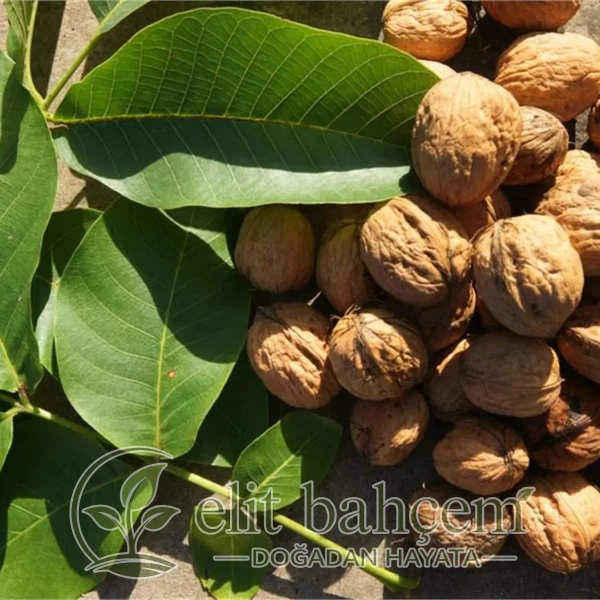 Fernette Ceviz Fidanı (Juglans regia)