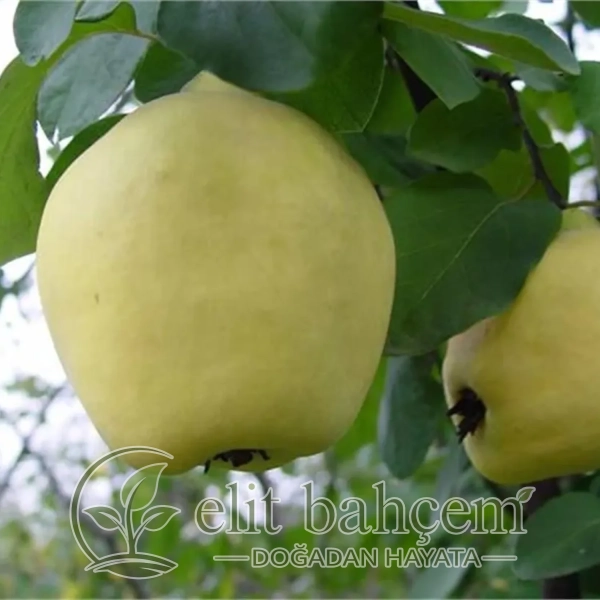 Eşme Ayva fidanı (Cydonia vulgaris)