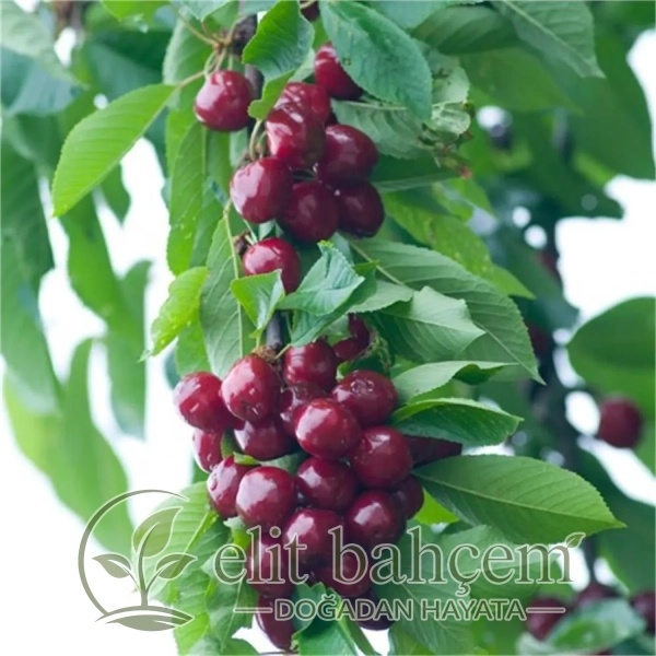 Karabodur Kiraz Fidanı (Prunus avium Early burlat)