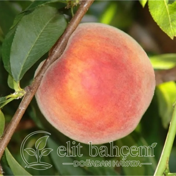 Prunus persica Glohaven şeftali fidanı