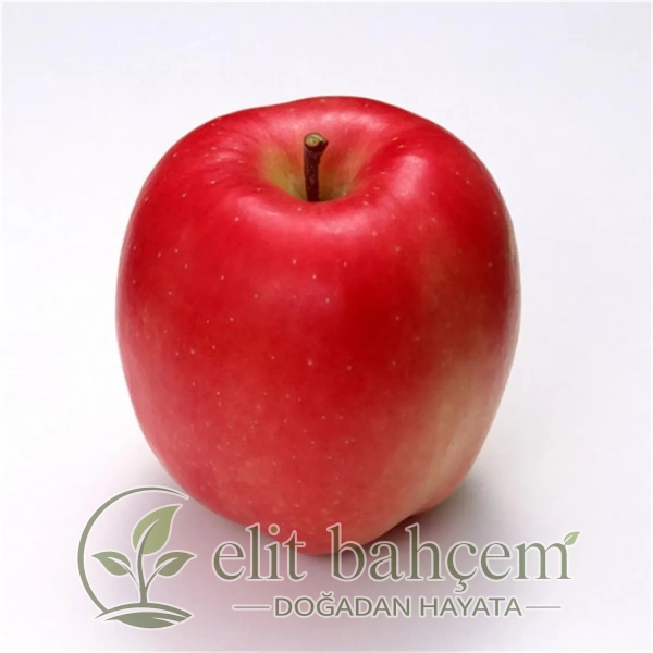 Amasya Elma Fidanı (Malus domestica)