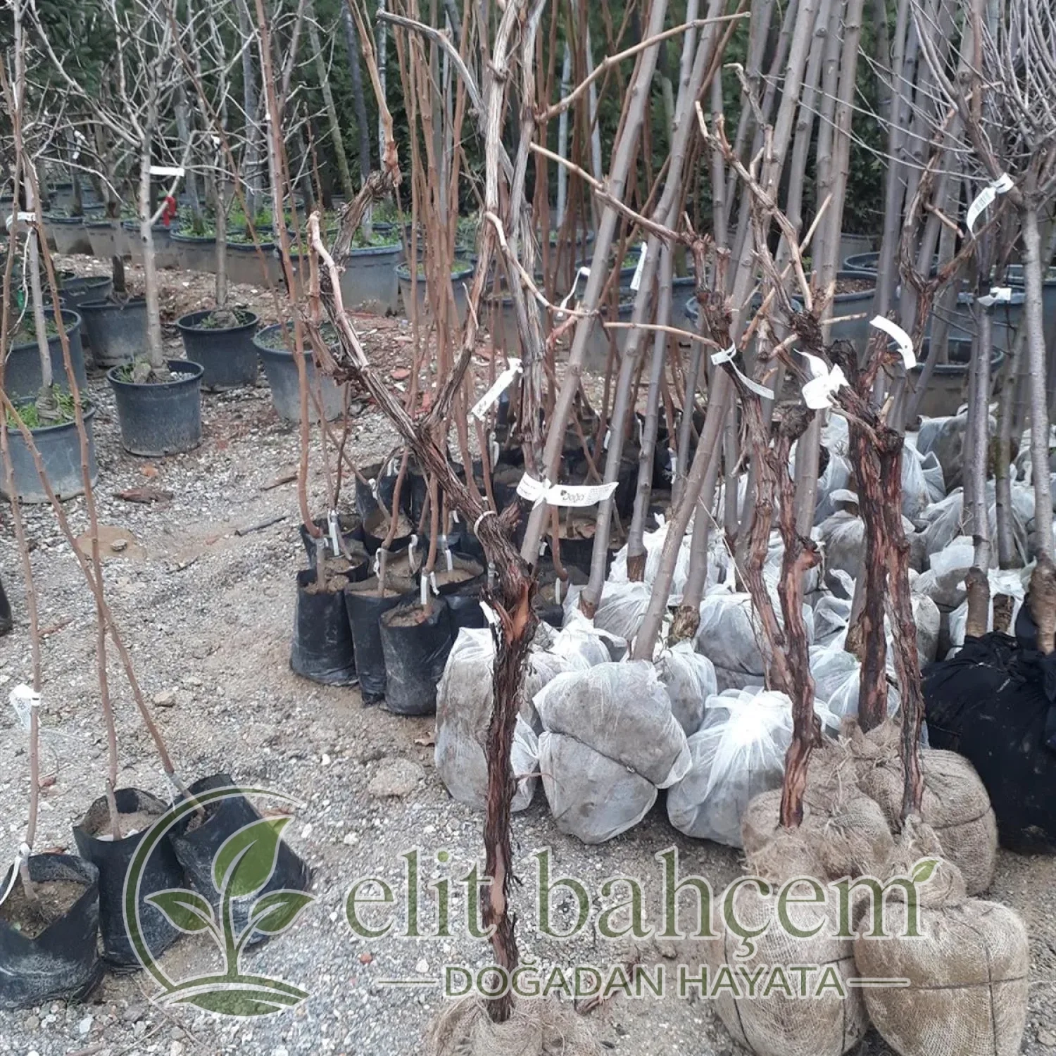 Vitis vinifera Sultani Çekirdeksizi Asma fidanı