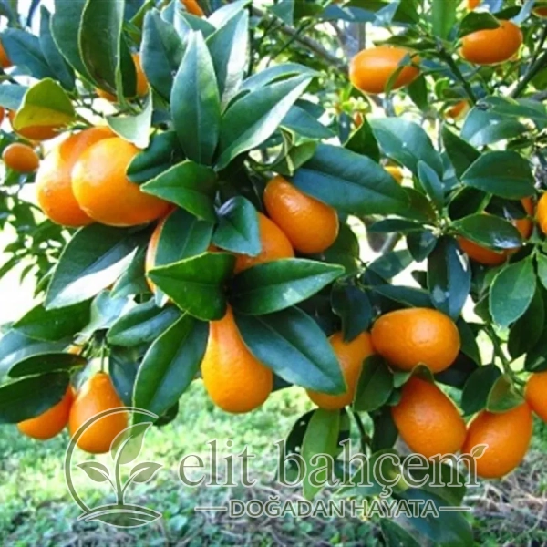 Kumkuat Fidanı (Fortunella margarita KAMKAT Kumkat Kumquat)