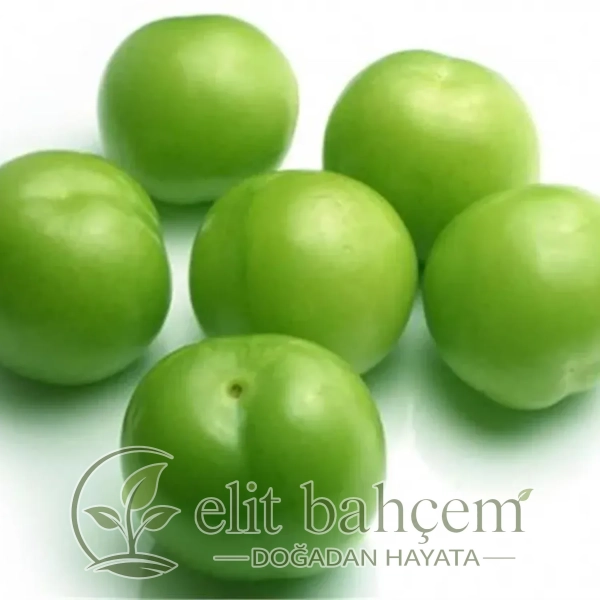 Kara Papaz Haziran Papazı Yeşil Erik fidanı (Prunus domestica)