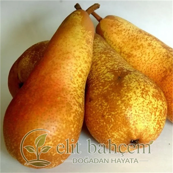 Abbefetel Armut Fidanı (Pyrus communis)