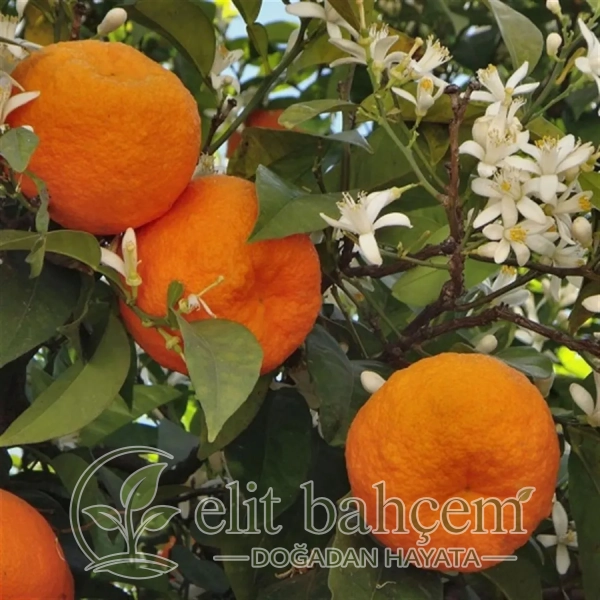 Turunç Fidanı  (Citrus aurantium)