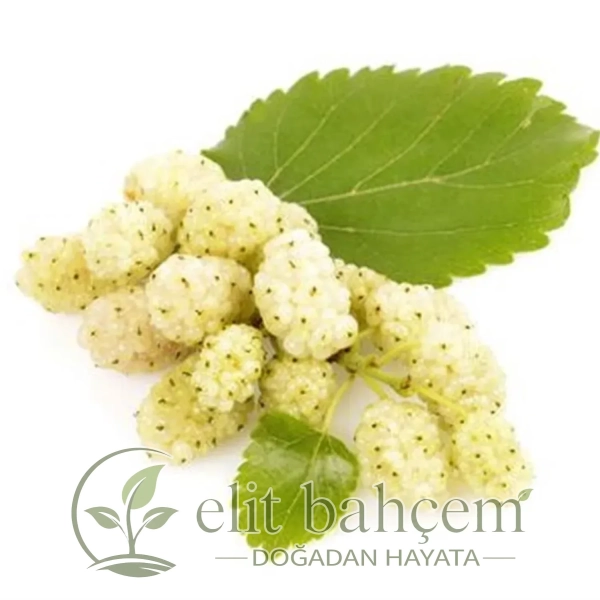 Beyaz Aşılı Dut Fidanı (Morus alba)
