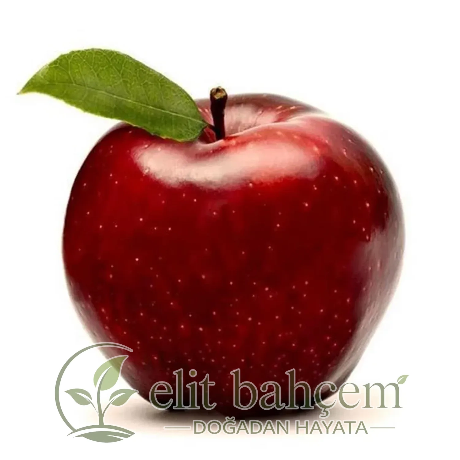 Scarlet Spur Elma Fidanı (Malus domestica)