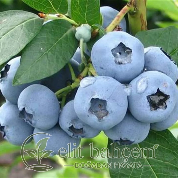 Yaban Mersini Likapa Fidanı (Vaccinium corymbosum Bluecrop)