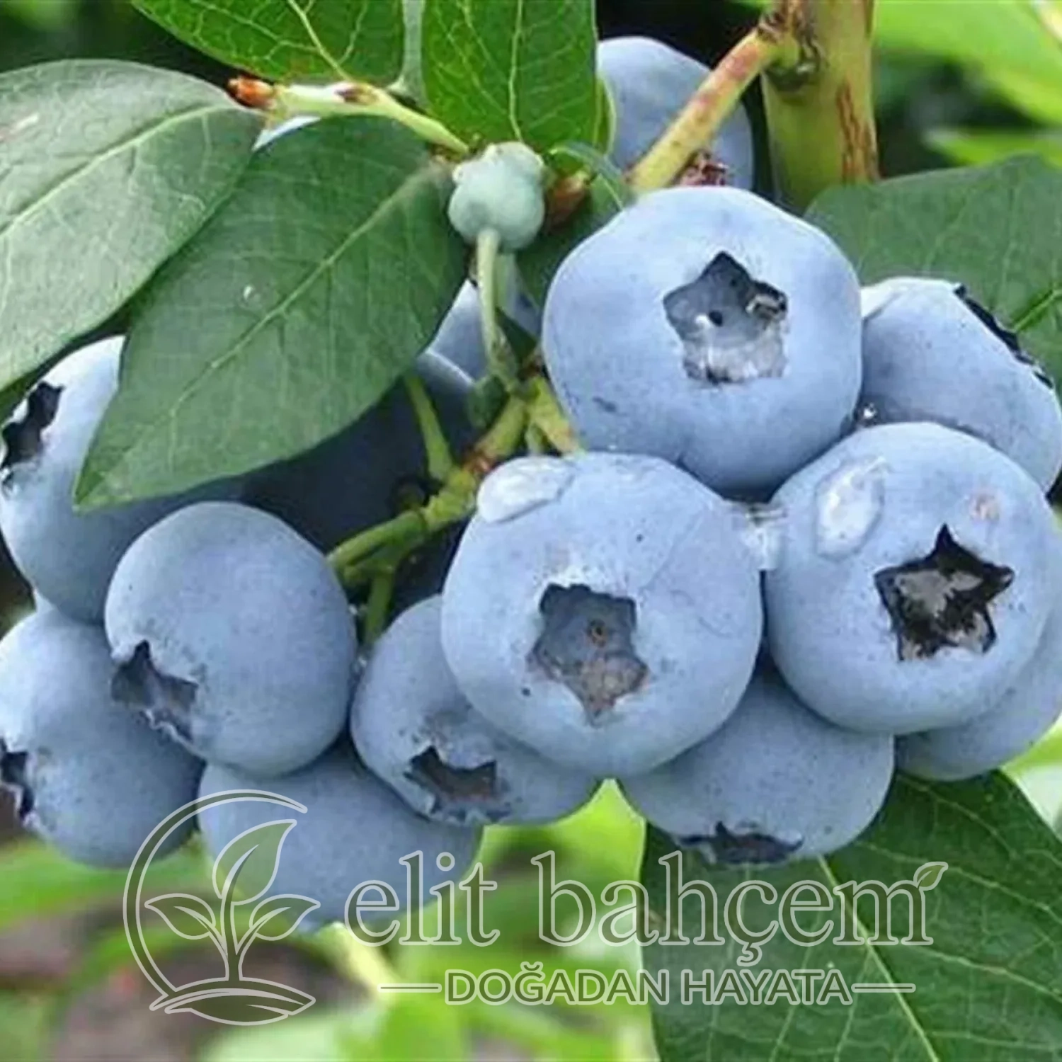 Yaban Mersini Likapa Fidanı (Vaccinium corymbosum Bluecrop)